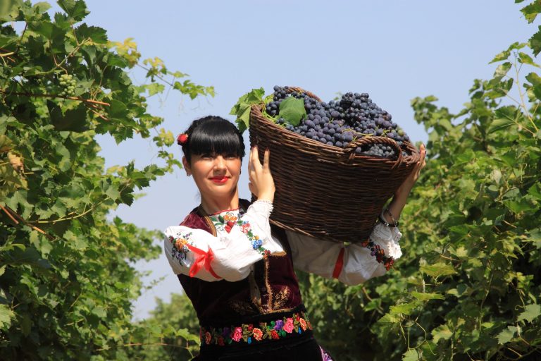 WINES, STONE AND STORIES – VOJVODINA IN A GLASS